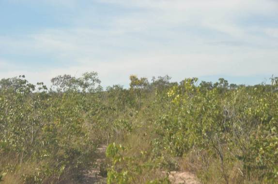 Quase não se vê a estrada no meio do mato, no P.N. Nascentes do Parnaíba, no extremo sul do Maranhão